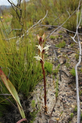 Satyrium stenopetalum