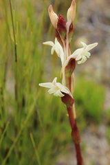 Satyrium stenopetalum