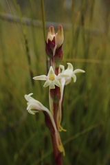 Satyrium stenopetalum