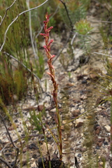 Disa reticulata