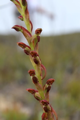 Disa reticulata