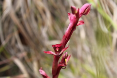 Disa ophrydea