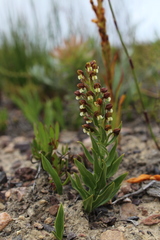 Brachycorythis macowaniana