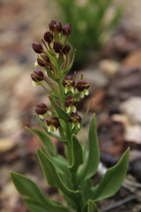 Brachycorythis macowaniana