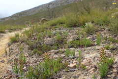 Brachycorythis macowaniana