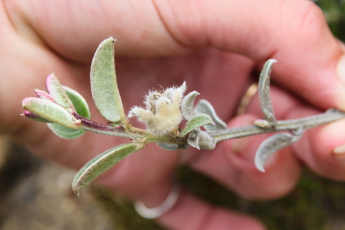 Image of Podalyria burchellii by (c) Corne Brink, some rights reserved (CC BY-SA)
