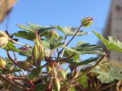 Geranium rotundifolium