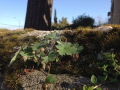 Geranium rotundifolium