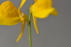 Utricularia cornuta image