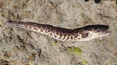 Genypterus tigerinus