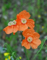Papaver fugax