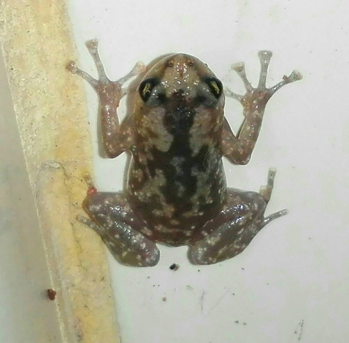 Rohan's Globular Frog, Uperodon rohani