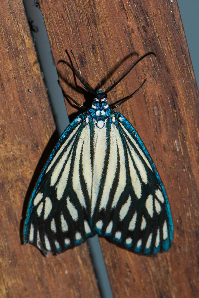 Drury's Jewel