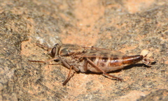 Apiocera braunsi