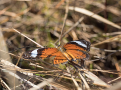 Cethosia penthesilea