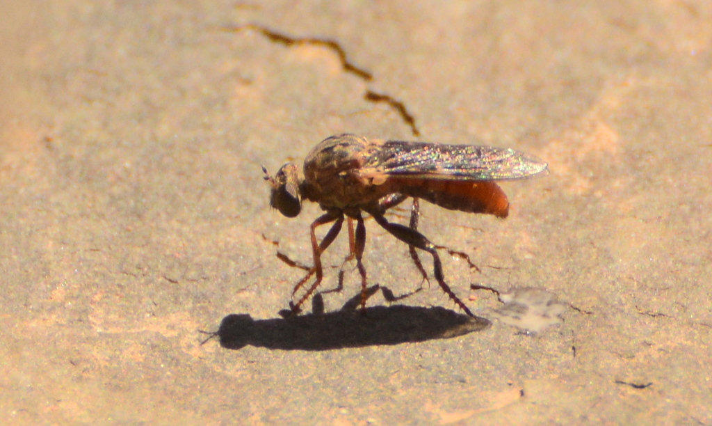 Anypodetus fascipennis