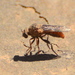 Anypodetus fascipennis - Photo (c) Ryan Tippett,  זכויות יוצרים חלקיות (CC BY-NC), הועלה על ידי Ryan Tippett