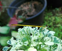 Ceriagrion coromandelianum