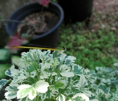 Ceriagrion coromandelianum