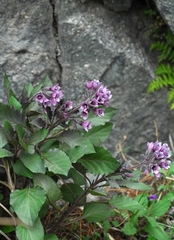 Physochlaina orientalis