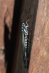 Cyclosia papilionaris
