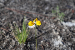 Utricularia cornuta image