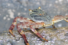 Grapsus albolineatus
