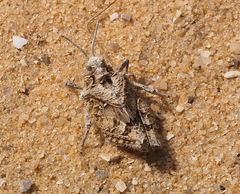 Tmethis pulchripennis