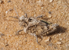 Tmethis pulchripennis