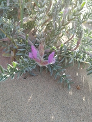 Oxytropis lanata