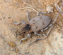 Ammocleonus hieroglyphicus