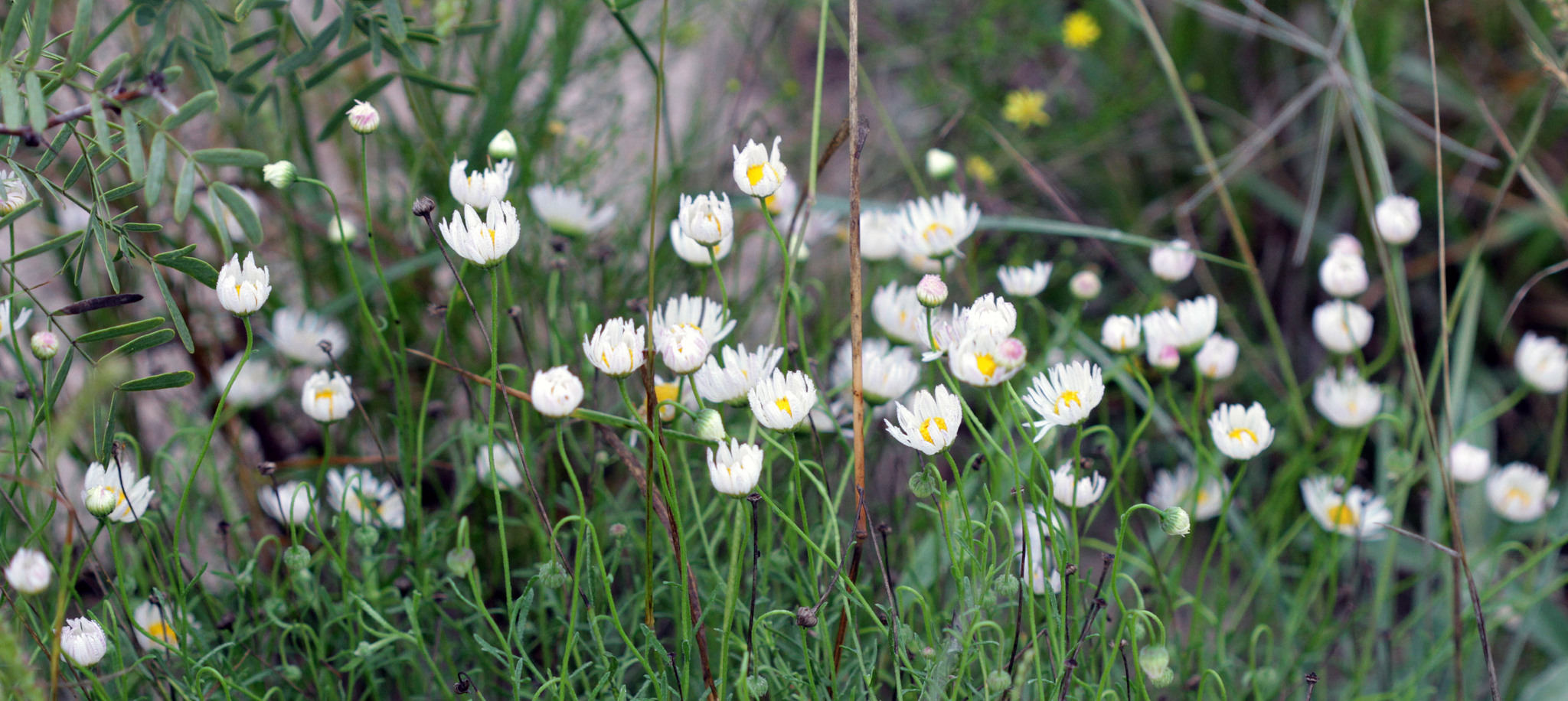 Aphanostephus skirrhobasis var. skirrhobasis
