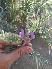 Oxytropis lanata