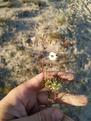 Chamaerhodos grandiflora