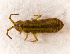 Isotomurus palustris