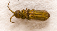 Isotomurus palustris