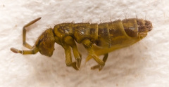 Isotomurus palustris