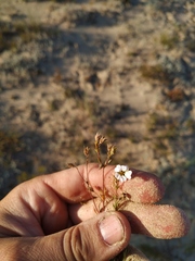 Chamaerhodos grandiflora