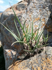 Aloe verecunda