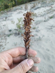 Orobanche coerulescens