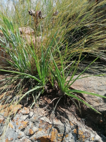 Image of Aloe verecunda by (c) Andrew Hankey, some rights reserved (CC BY-SA)