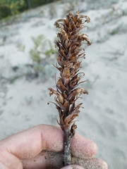 Orobanche coerulescens