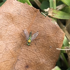 Condylostylus graenicheri