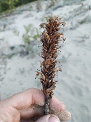 Orobanche coerulescens