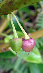 Myoporum semotum