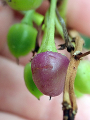 Myoporum semotum