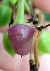 Myoporum semotum