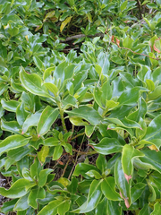 Myoporum semotum