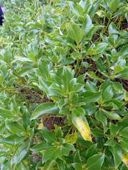 Myoporum semotum