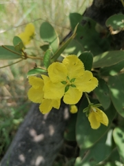 Sphedamnocarpus pruriens